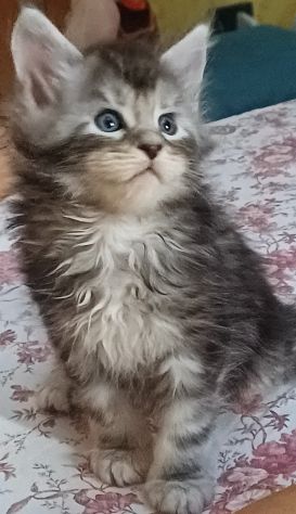 Maine coon cuccioli bellissimi - Foto 4