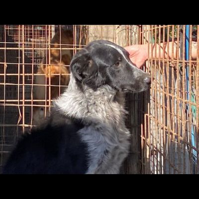 TOTÒ ADORABILE CERCA CASA, CANE IN ADOZIONE - Foto 4