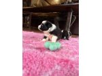 Border collie di alta genealogia