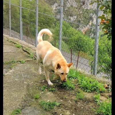 TAKESHI BELLO BRAVO SOCIEVOLE CANE IN ADOZIONE - Foto 7