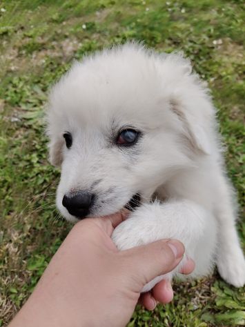 Punch: cucciolo ipovedente taglia grande