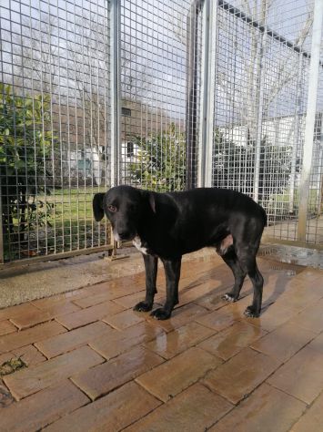 Tommy da sempre in canile - Foto 2