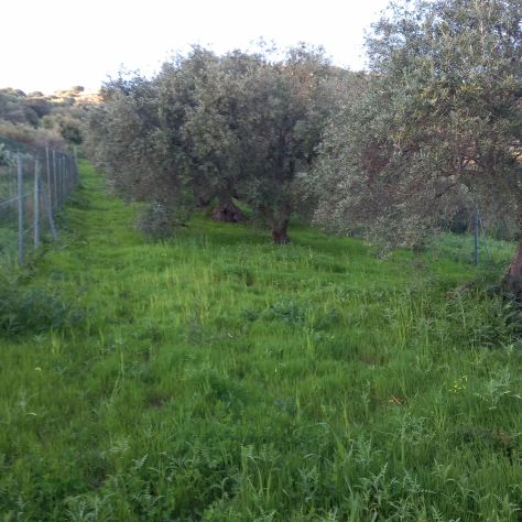 Terreno uliveto recintato - Foto 4