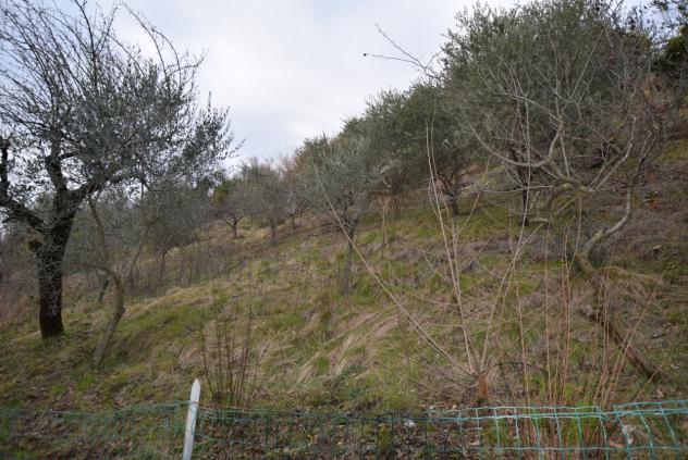 TERRENO AGRICOLO di 4807 mq (MONTEBELLUNA) rif. ZT38G_49 - Foto 10