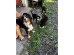 Cuccioli maschietti di Bovaro del Bernese