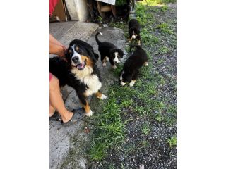 Cuccioli maschietti di Bovaro del Bernese
