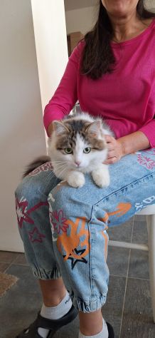 Dafne gattina dal manto bianco e grigio - Foto 9