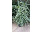 ALOE ARBORESCENS OFFERTA
