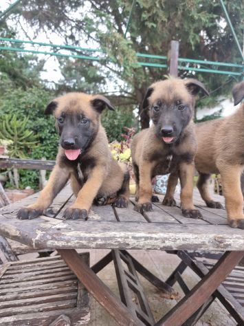 Cuccioli Allevamento Pastore Belga Malinois in Puglia Bari Lecce Taranto Foggia - Foto 3