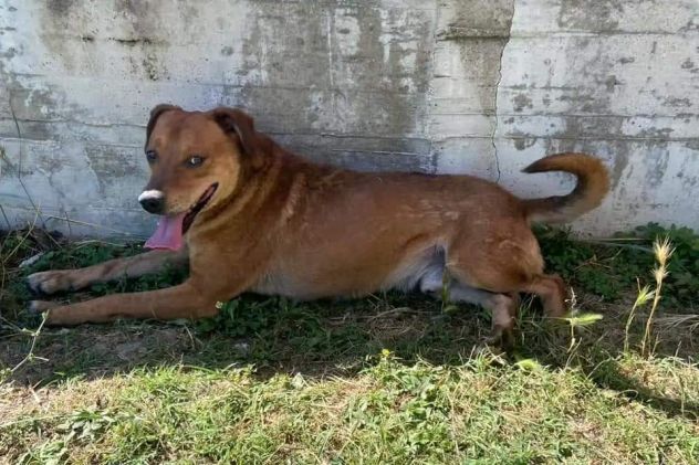 VICTOR CAGNOLINO IN ADOZIONE - Foto 4