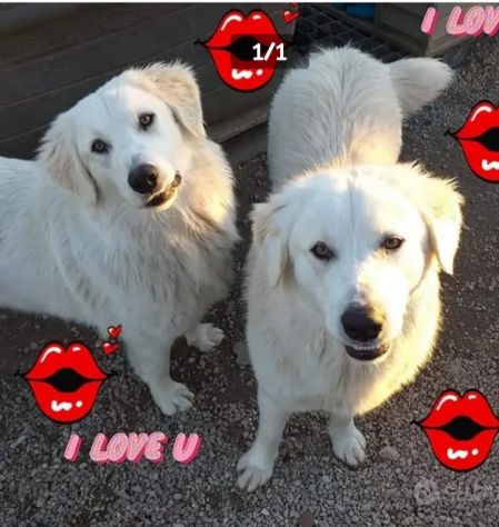 Mix Labrador 3anni fratello e sorella nessuna richiesta x loro! NAPOLI