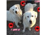 Mix Labrador 3anni fratello e sorella nessuna richiesta x loro! NAPOLI
