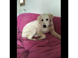 GIORGIA DELIZIOSA CAGNOLINA IN ADOZIONE 12 M3SI