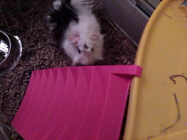 PET SITTER - parti sereno e tranquillo - Foto 3