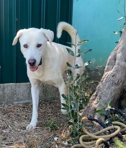 HOTSPOT GIOIOSO AFFETTUOSO SOCIEVOLE, CAGNOLINO IN ADOZIONE - Foto 5