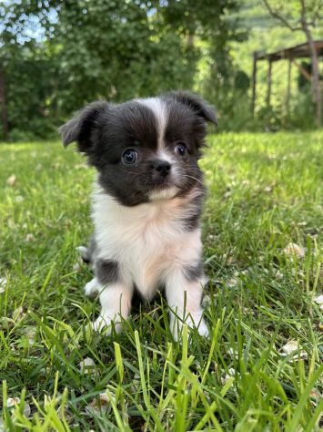 Mini cuccioli chihuahua - Foto 10