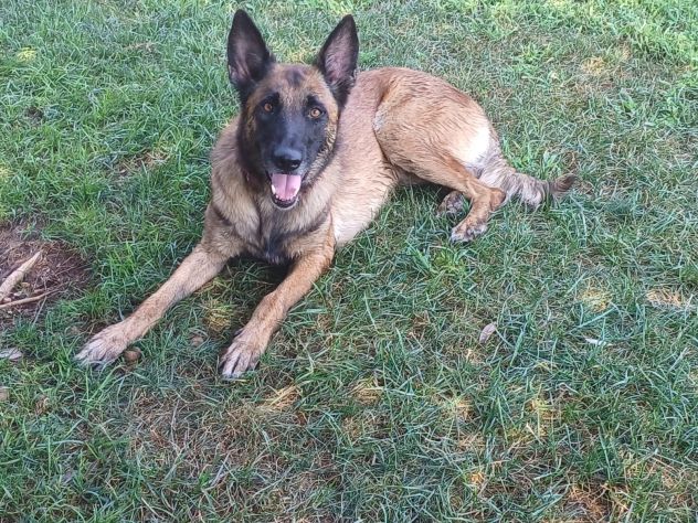 LAIKA, Pastore Belga Malinois, adozione del cuore - Foto 8