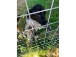 Trilly taglia medio piccola 12 kg
