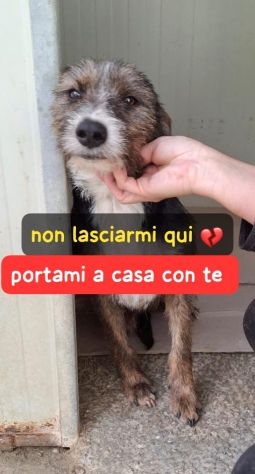 POLDO 11 MESI SIMIL SPINONE IN CANILE