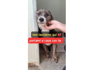 POLDO 11 MESI SIMIL SPINONE IN CANILE
