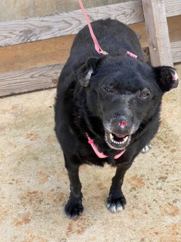 Ninuccia la piccola cagnolina in cerca di una famiglia