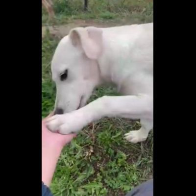 NHUR TENERA CUCCIOLA IN ADOZIONE - Foto 3