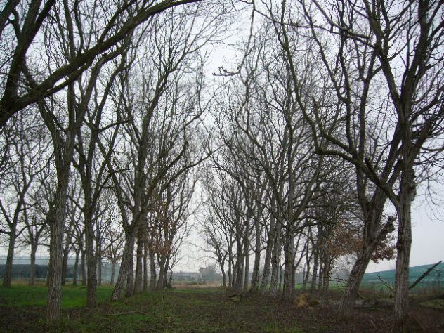 alberi di noce - Foto 2