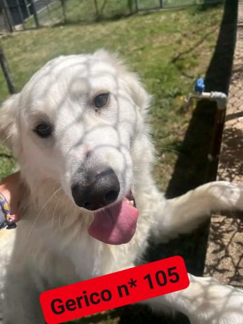GERICO UNA MERAVIGLIA IN GABBIA, CANE IN ADOZIONE - Foto 6
