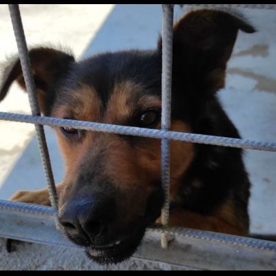 GRISU' la vita tra le sbarre, cane in adozione, tg medio contenuta - Foto 8