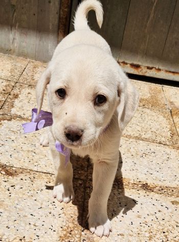 ADOTTIAMO LILLYBETH! - Foto 7