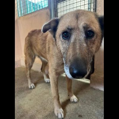 LAMBADA socievole, preoccupata da libera a reclusa cagnolina in adozione - Foto 3