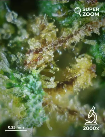 Amnesia Haze - Foto 5