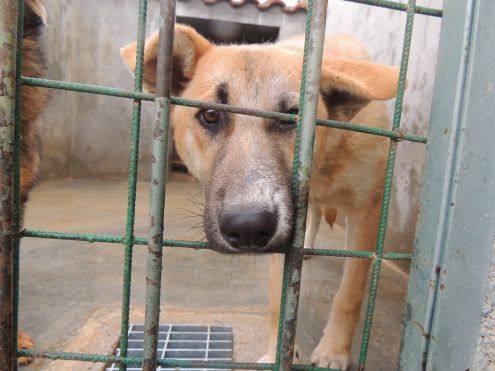 PARIDE, adozione per un cane speciale - Foto 4