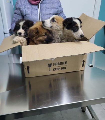 Mix Border 2anni , 18mesi di appelli, NON TROVA CASA.ROMA - Foto 8