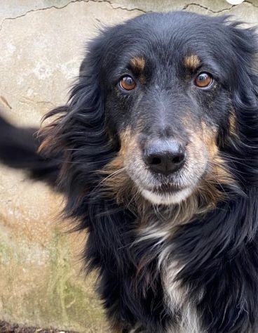 Patrik , una vita in canile