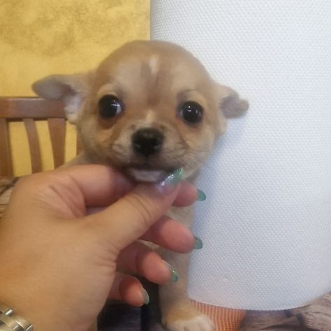 Cuccioli di chihuahua pedigree