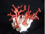 corallo rosso