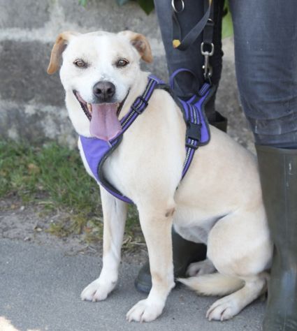 Triny da cucciola vive in canile - Foto 8