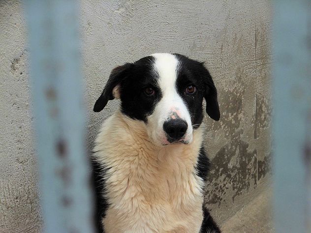 Siria bella e gentile - Foto 7