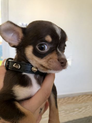Chihuahua femmina e maschio - Foto 8