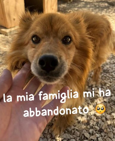 Kikko  8 anni 12/13 kg taglia media piccola ORA E’ IN CANILE - Foto 2