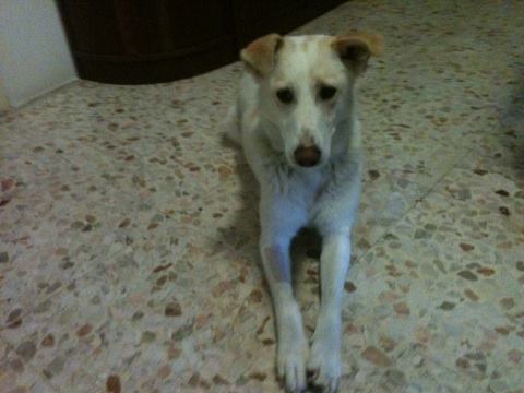 BELLA, dolcissima mix labrador - Foto 2