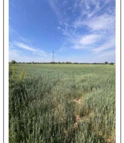 Immobile in asta di 60550 m² in vendita a Remedello - Foto 3