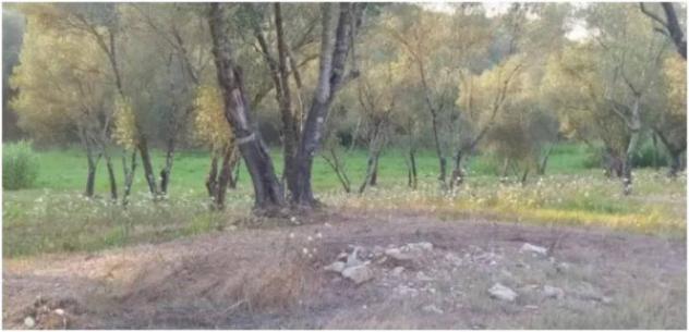 Immobile in asta di 6160 m² in vendita a Seminara - Foto 2