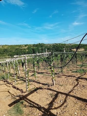 Agricolo in vendita a Tollo - Foto 3