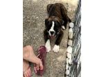 Boxer maschietto con Pedigree ENCI