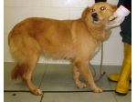 Cagnoline deliziose