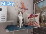 MICKY, adorabile micino da adottare!