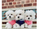 Prenotabili due Bichon Maltese Toy