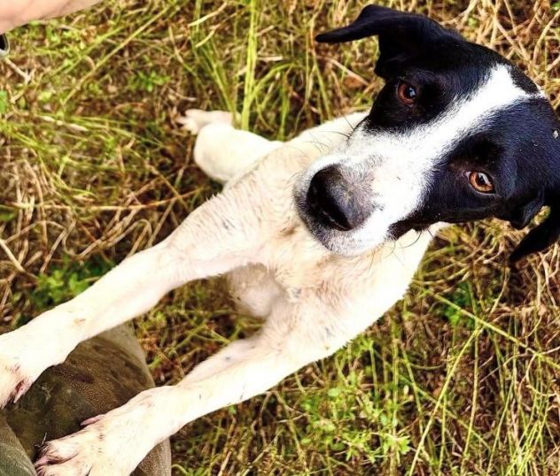 BRINA giovane cagnolina in cerca di famiglia - Foto 2